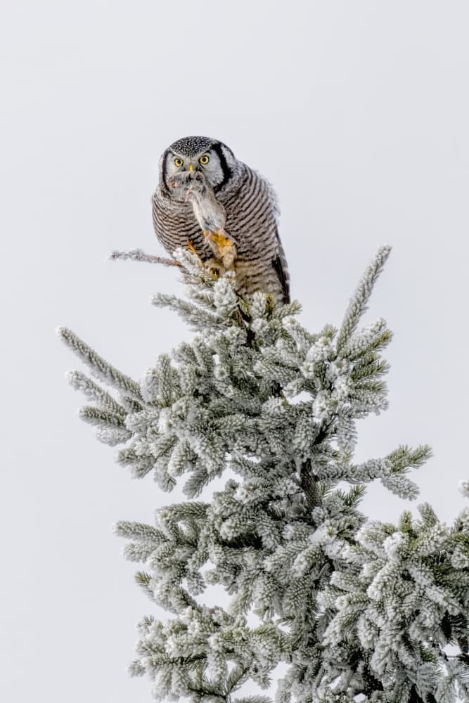 Hawk Owl Winter Catch by Jun Zuo — canvas wall art