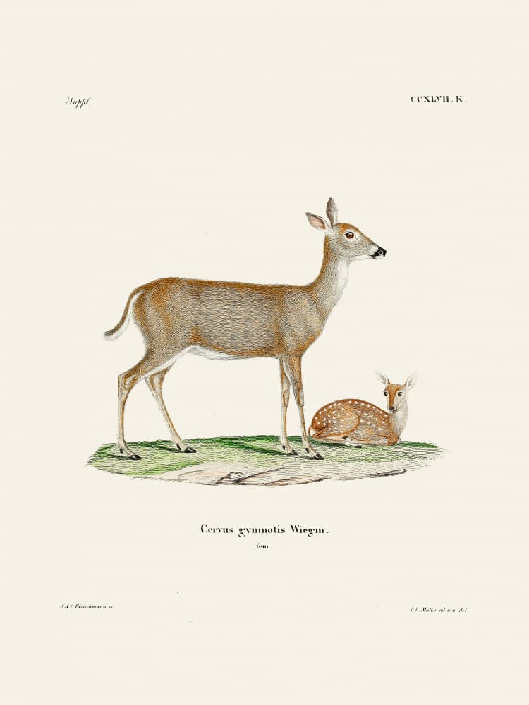 Virginian Deer (1778 1855) By Johann Andreas Wagener and Johann Christian Daniel Von Schreber. by Johann Christian Daniel Von Schreber — canvas wall art