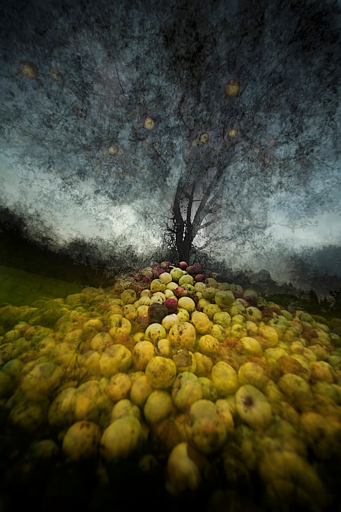 Mysterious Apple Tree by Milan Malovrh — canvas wall art