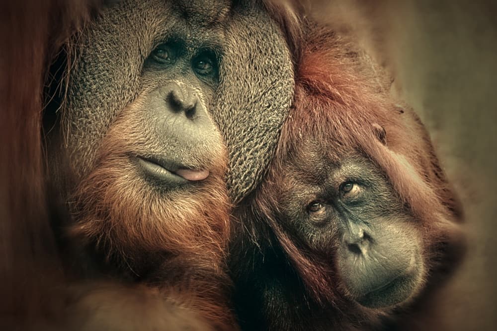 Soulful Orangutan Pair by Antje Wenner-Braun — canvas wall art