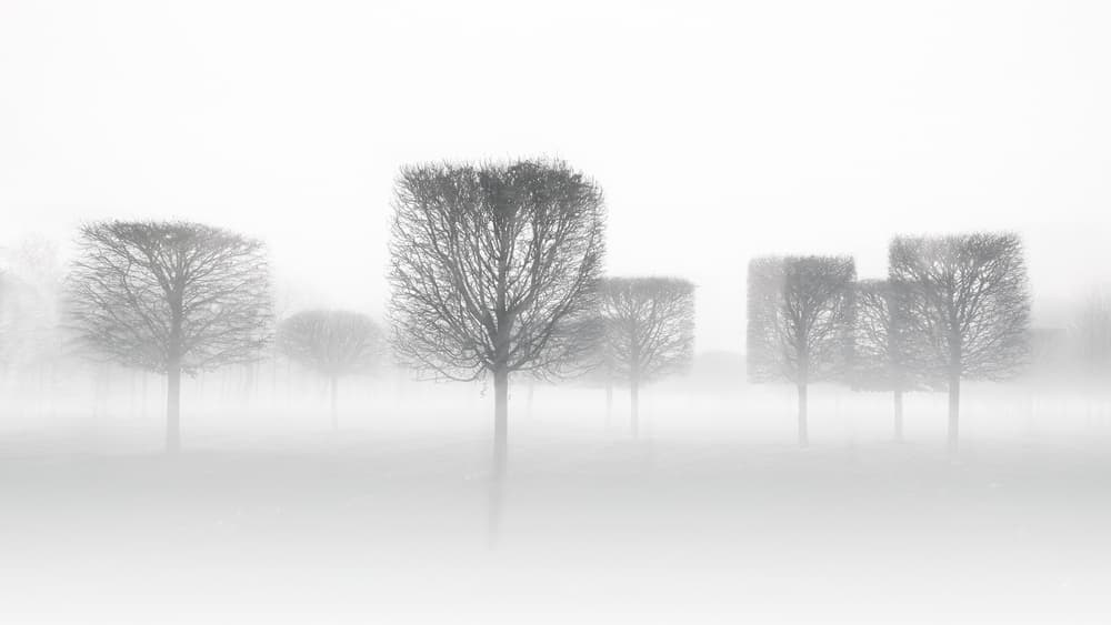 Square Trees In Fog by Marc Huybrighs — canvas wall art