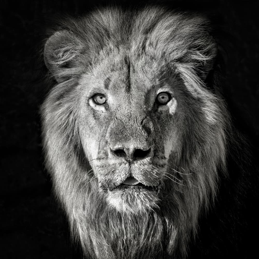 Regal Lion Portrait by Mathilde Guillemot — canvas wall art