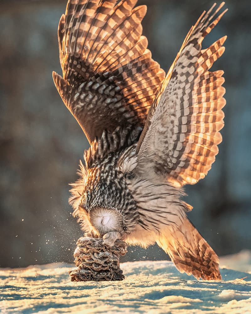 Golden Wings Winter Owl by Annie Poreider — canvas wall art
