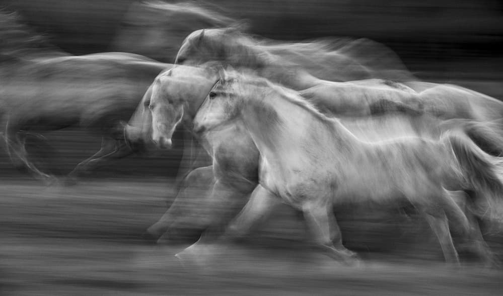 Galloping Horses Motion by Milan Malovrh — canvas wall art