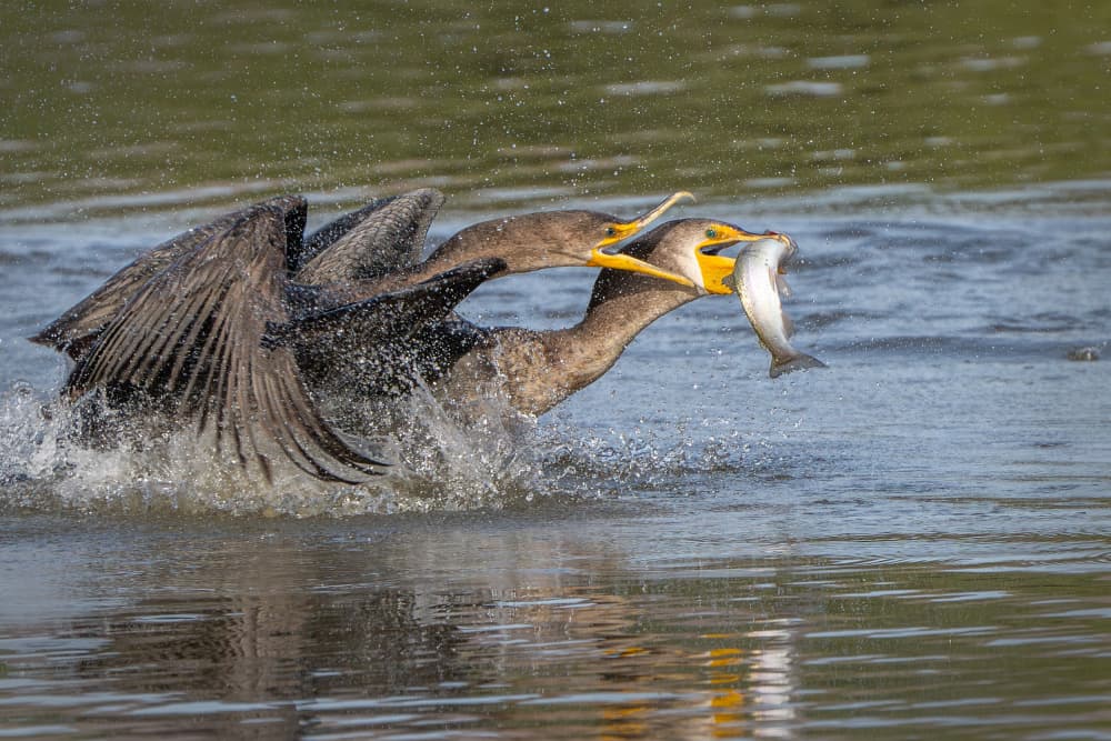Cormorant Fish Fight by Yemay Hsieh — canvas wall art