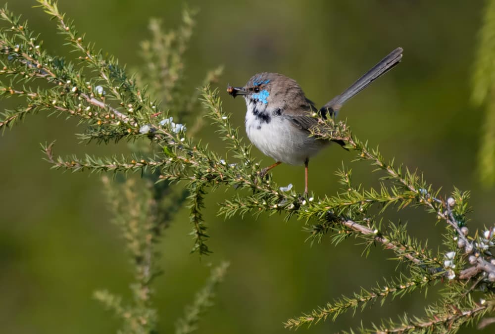 Blue Wren Feeding by Emanuel Papamanolis — canvas wall art