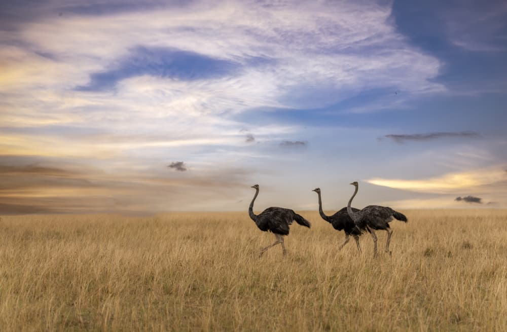 Three Ostriches Golden Savanna by Anita Singh — canvas wall art