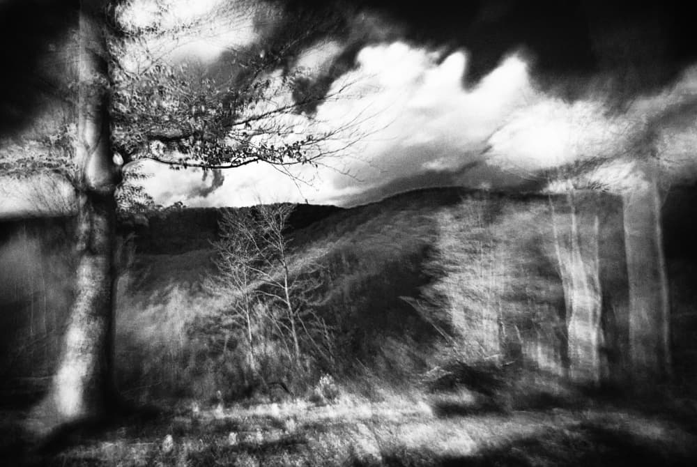 Blurred Forest Mystery by Codrin Lupei — canvas wall art