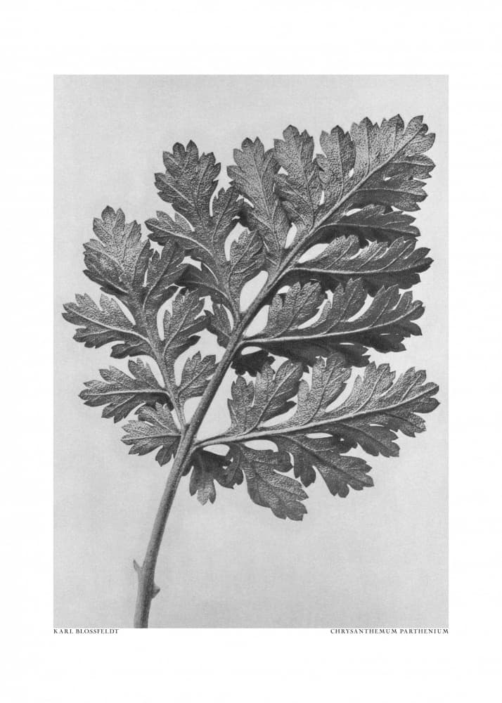 Chrysanthemum parthenium by Karl Blossfeldt — canvas wall art