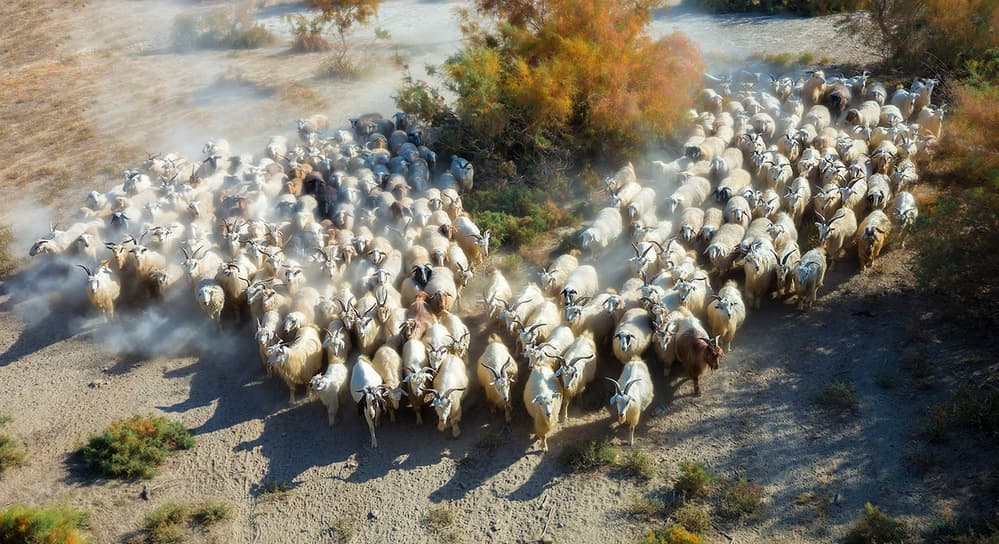 Dusty Sheep Herd by Hua Zhu — canvas wall art