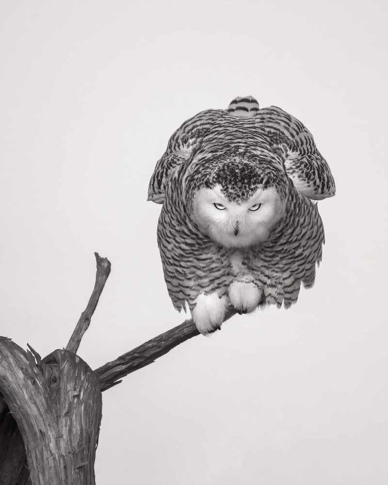 Snowy Owl Stare by Ti Wang — canvas wall art