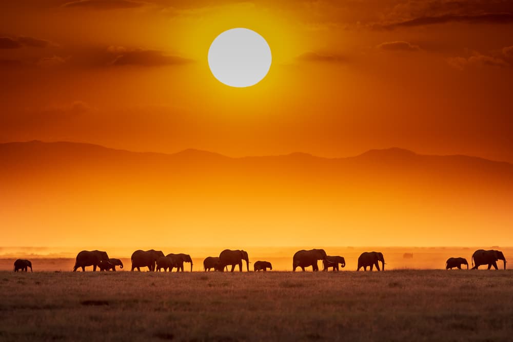 African Sunset Elephants by Jeffrey C. Sink — canvas wall art