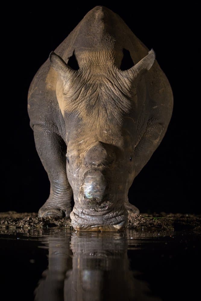 Night Rhino Drinking by Jaco Marx — canvas wall art