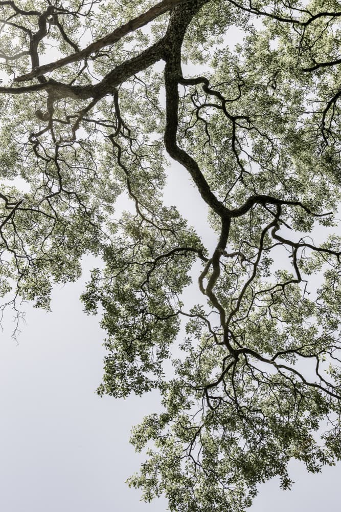 Ethereal Canopy by Shot by Clint — canvas wall art