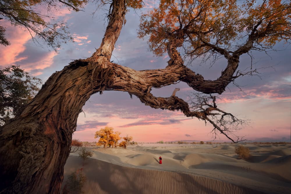 Desert Sunset Ancient Tree by YANGYING — canvas wall art
