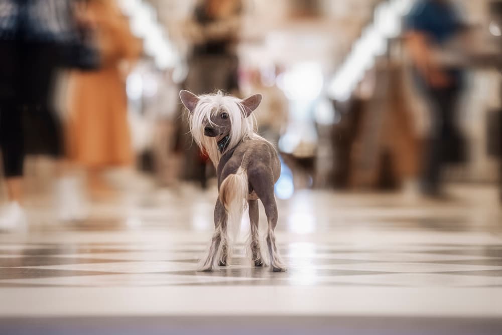 Elegant Chinese Crested Glance by Heike Willers — canvas wall art