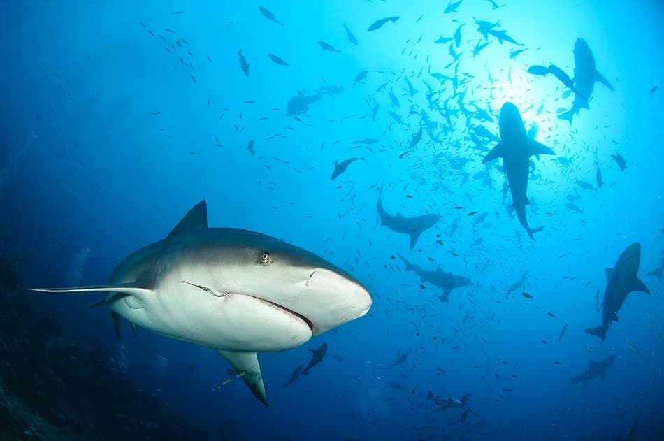 Bull Sharks Underwater by Alexander Safonov — canvas wall art