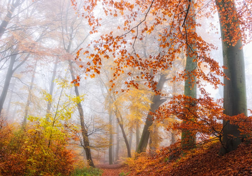 Misty Autumn Forest Path by Hilda van der Lee — canvas wall art