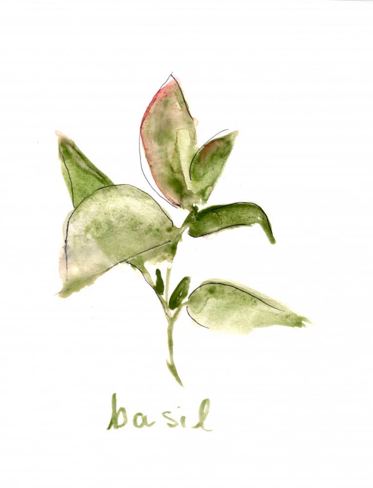 Fresh Basil Plant by Christine Lindstrom — canvas wall art