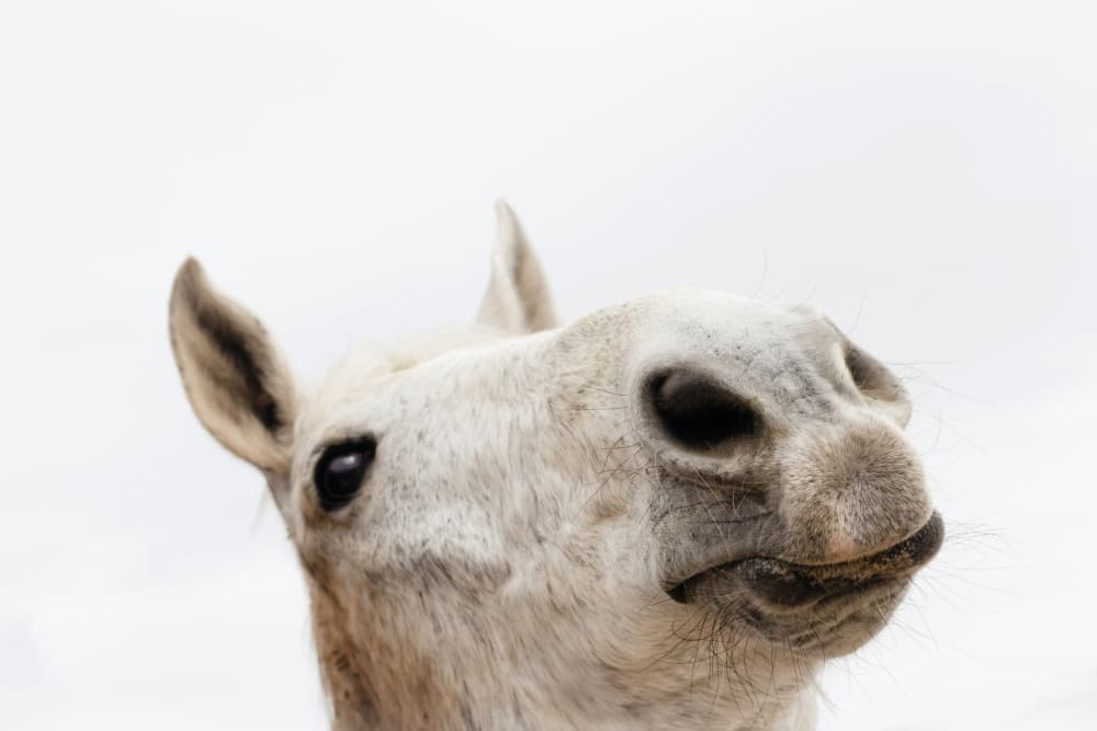 Curious White Horse