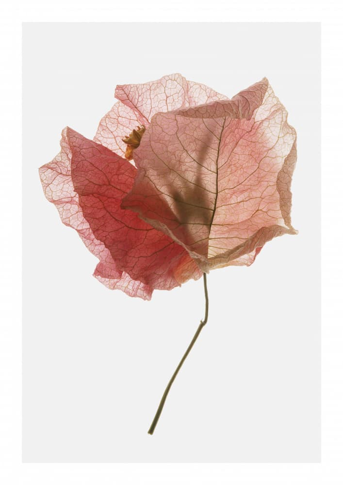 Petal Whisper by Shot by Clint — canvas wall art