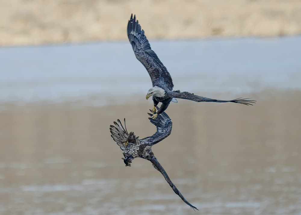 Bald Eagles Fighting by Ken Liang — canvas wall art