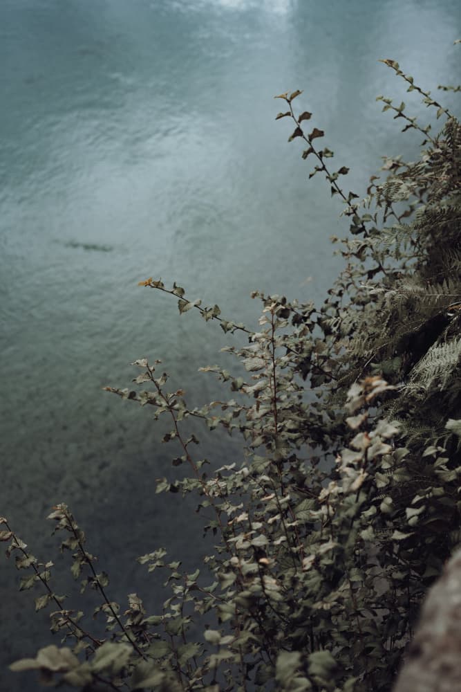 Water's Edge Greenery by Aimee Giles — canvas wall art