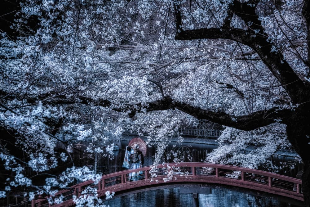 Moonlit Sakura Bridge by KOIKI — canvas wall art