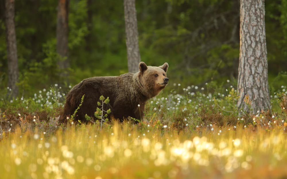 Brown Bear In Forest by Assaf Gavra — canvas wall art