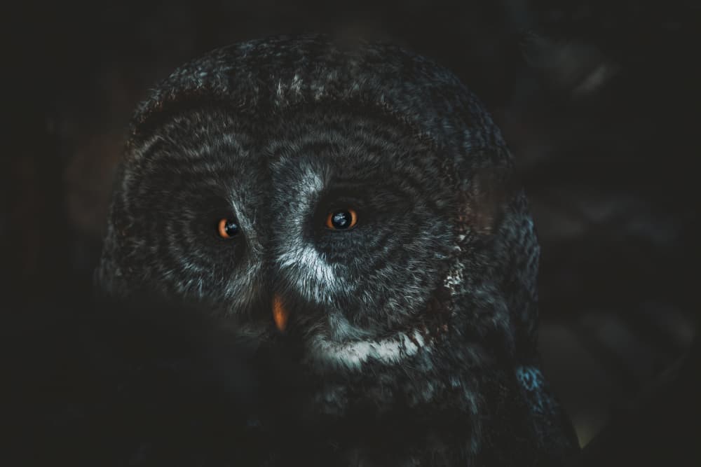 Great Grey Owl Gaze by Alex Zhao — canvas wall art