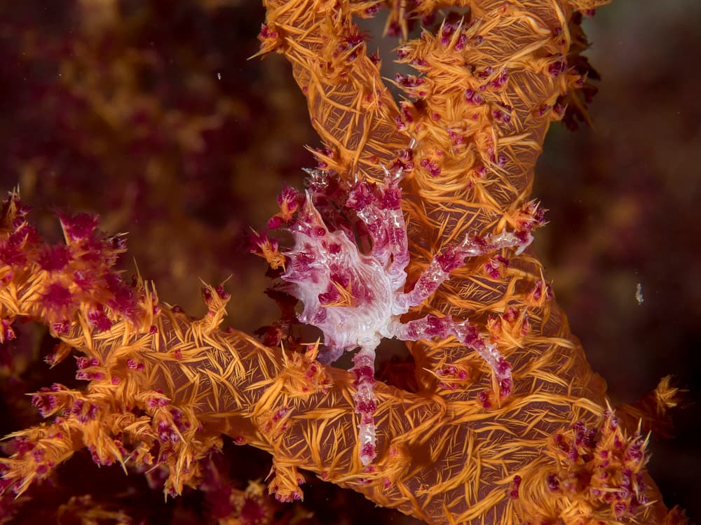 Vibrant Coral Crab by Ilan Ben Tov — canvas wall art