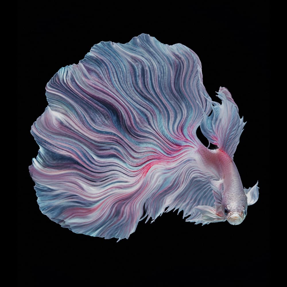 Flowing Betta Fins by Andi Halil — canvas wall art