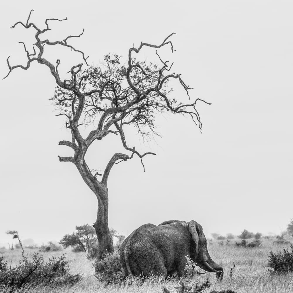 African Elephant Lone Tree by alberti Patrick — canvas wall art