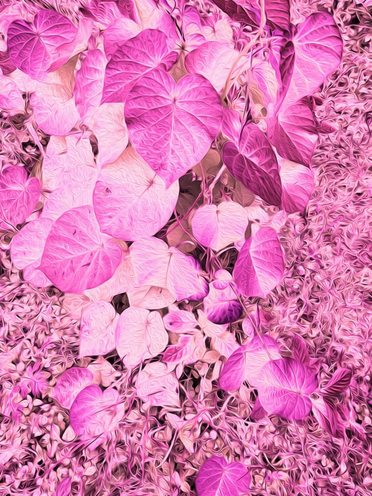 Vibrant Pink Leaves by Santhosh ch — canvas wall art