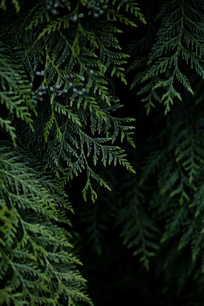 Winter Branches 3 by Mareike Böhmer — canvas wall art