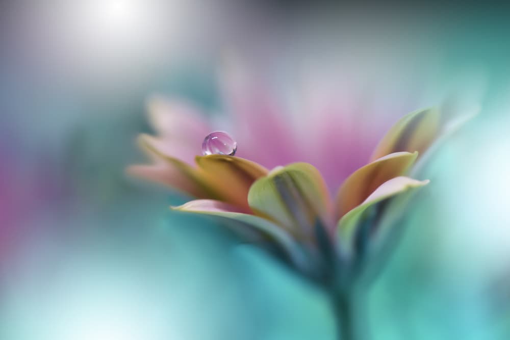 Delicate Dewdrop Flower by Juliana Nan — canvas wall art