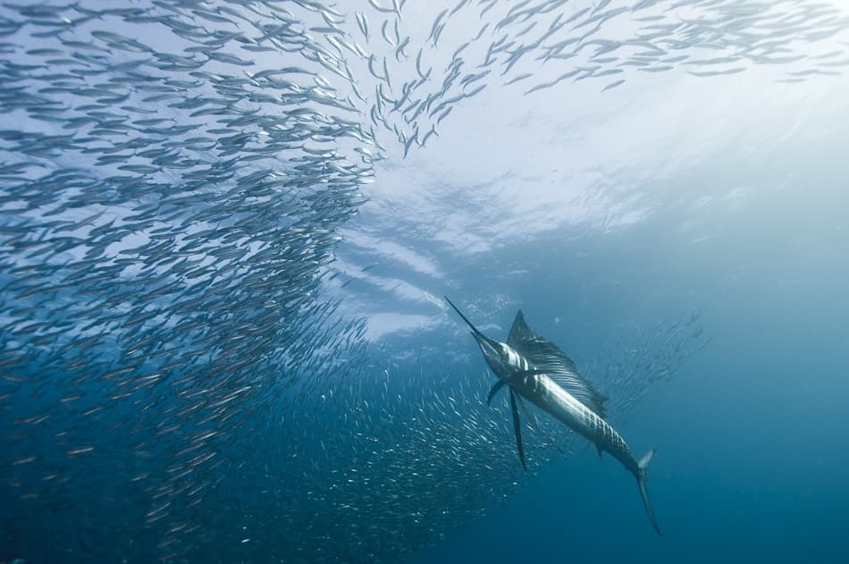 Sailfish Hunting School by Alexander Safonov — canvas wall art