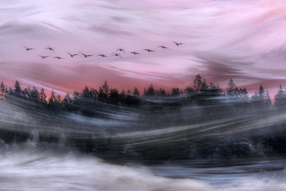 Dreamy Forest Flight by Bjorn Emanuelson — canvas wall art