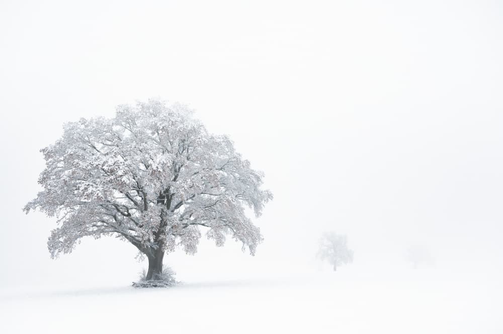 Serene Snowy Tree by Tom Meier — canvas wall art