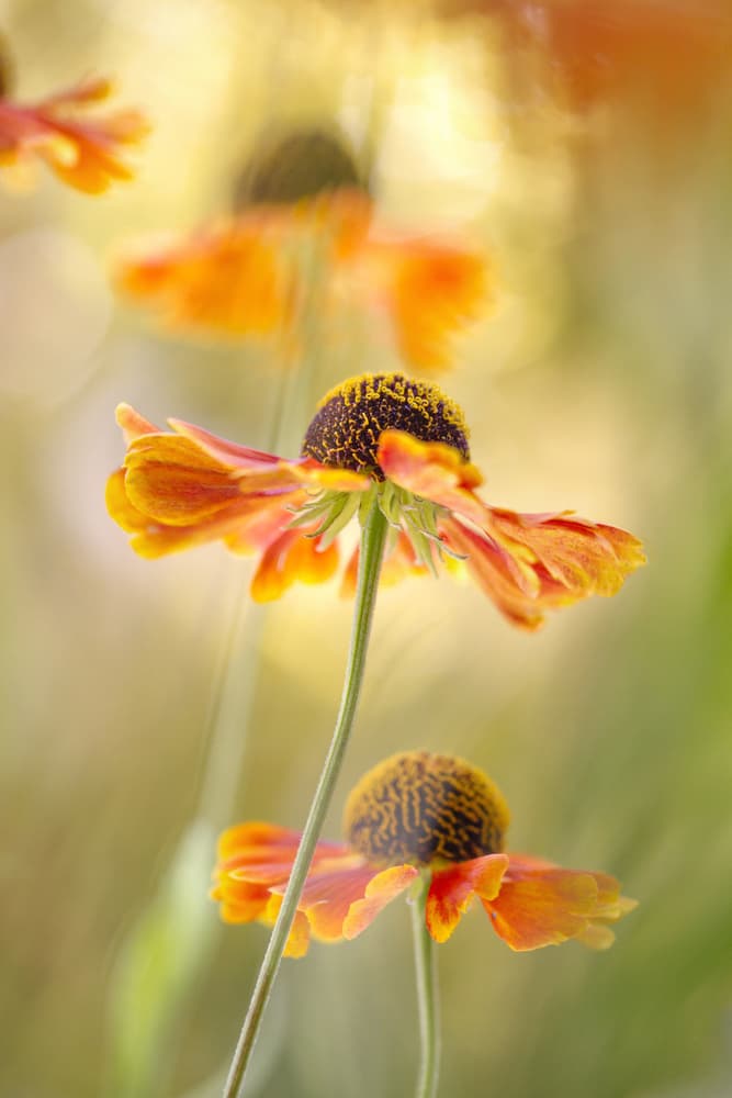 Helenium by Mandy Disher — canvas wall art
