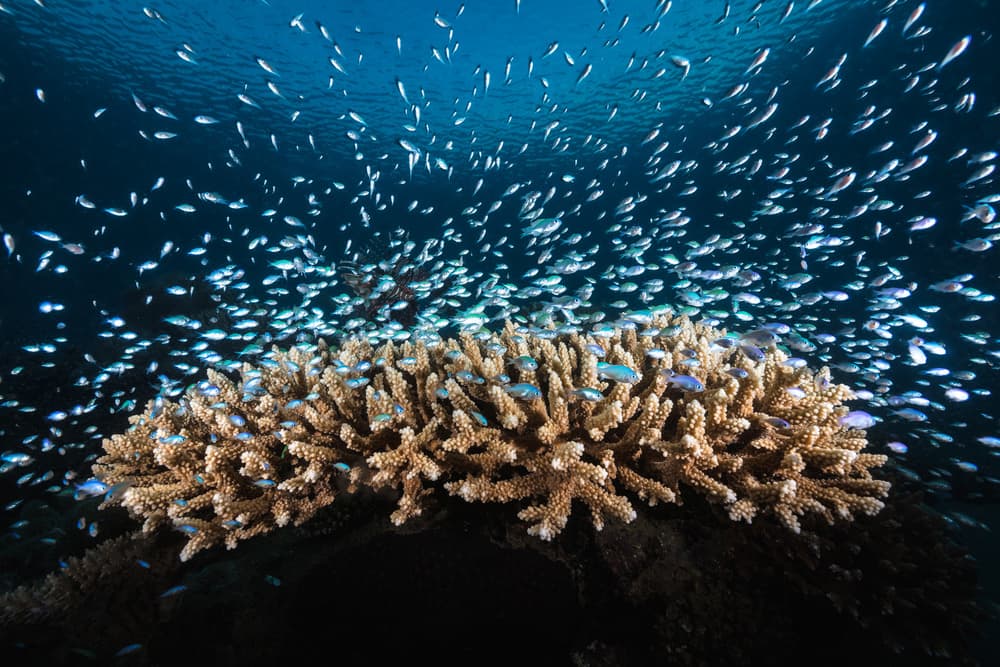 Vibrant Coral Reef Scene by Barathieu Gabriel — canvas wall art