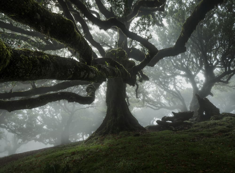 Ancient Forest Mist by NingYun Ye — canvas wall art