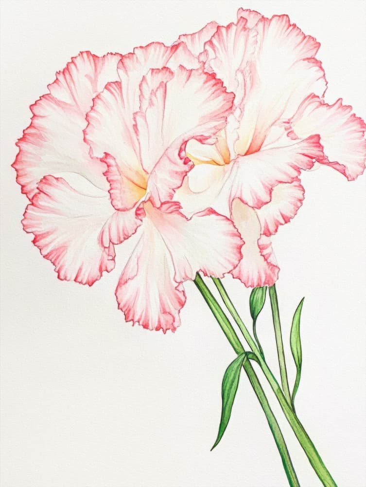Ruffled Pink Carnations by Bilge Paksoylu — canvas wall art