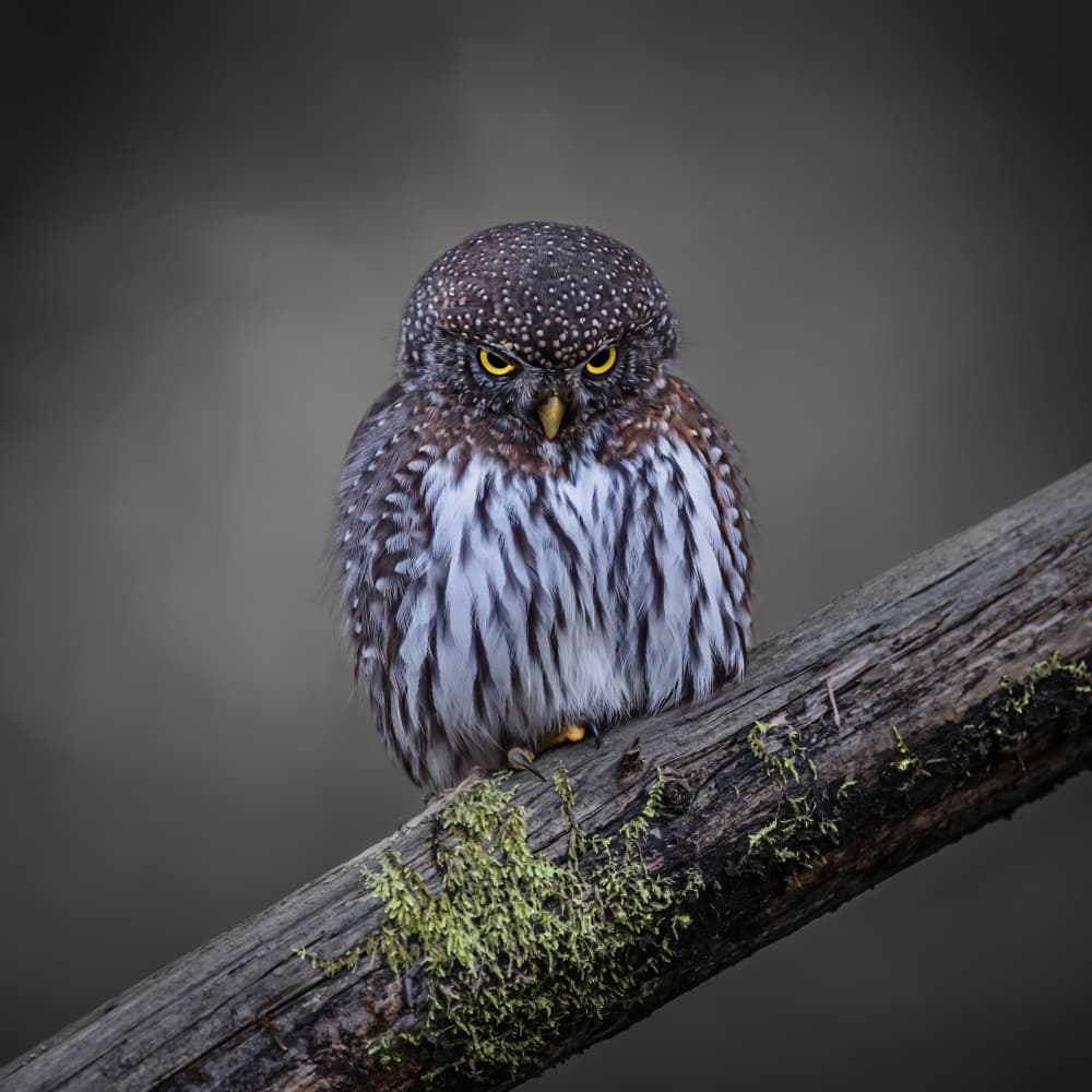Intense Owl Gaze by Taksing (吉星高照) — canvas wall art