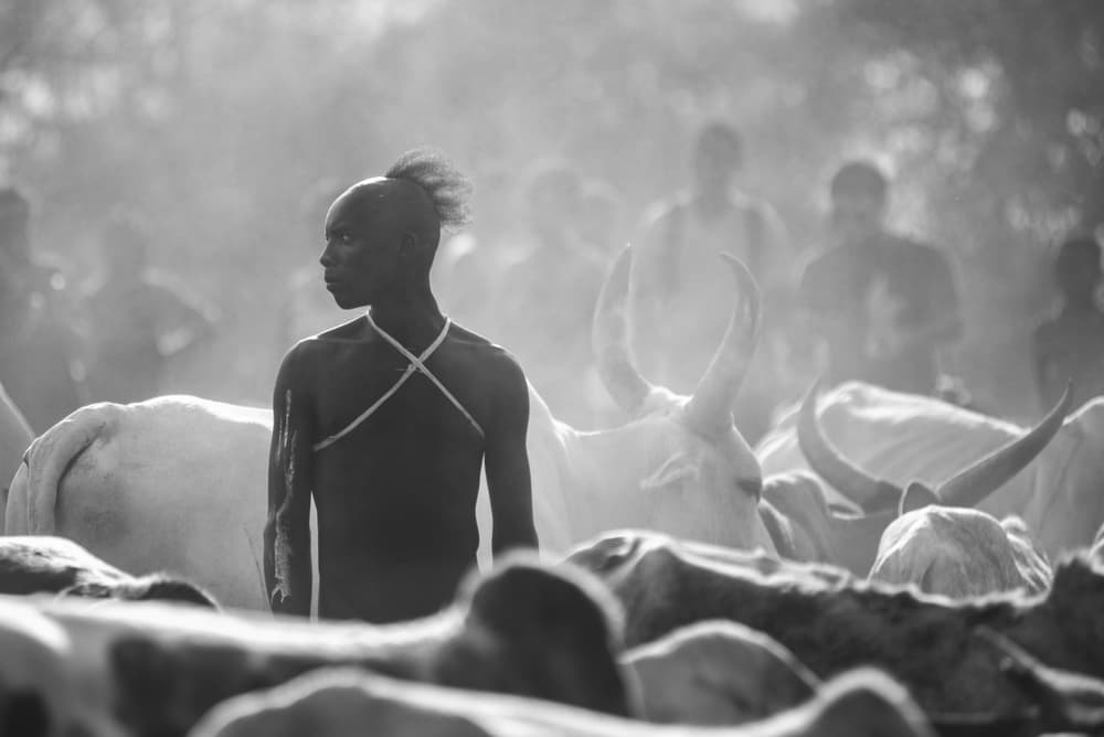 Hazy Cattle Herder by Tomasz Solinski — canvas wall art
