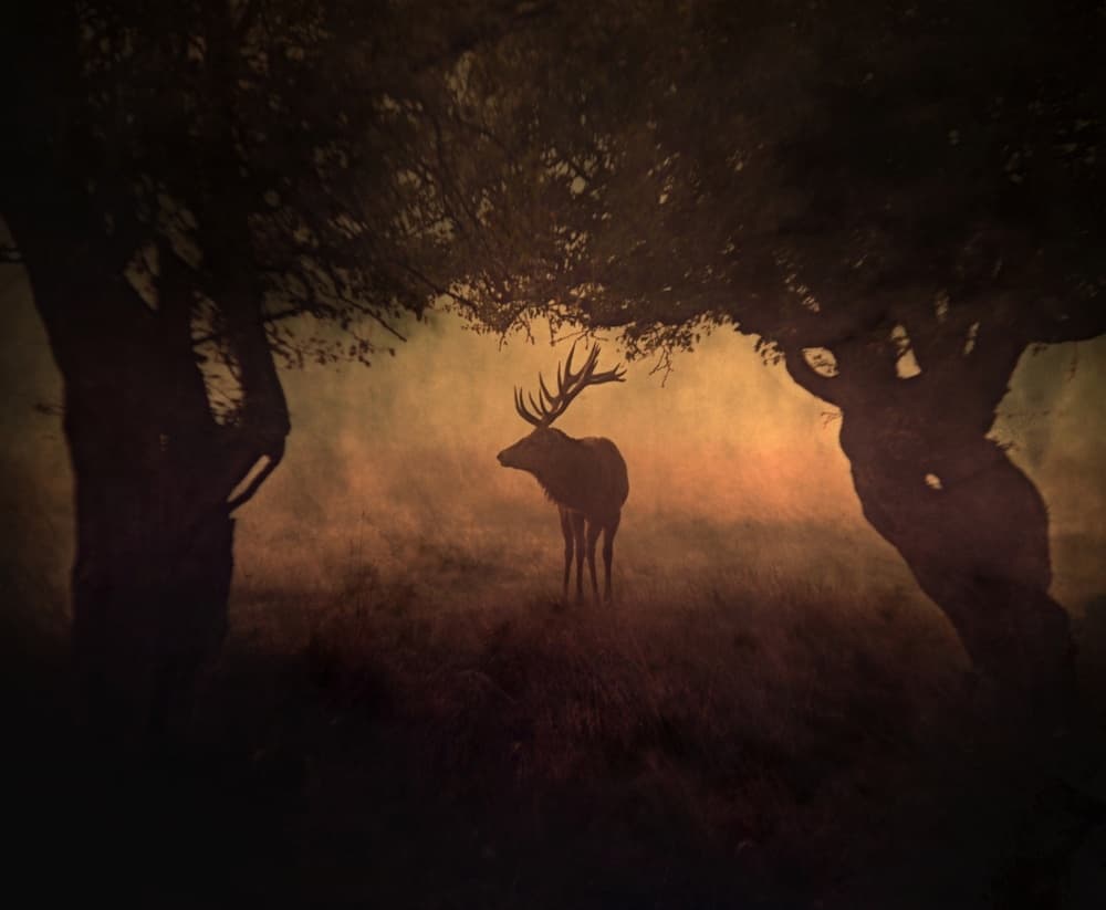 Enchanted Forest Stag by Robert Fabrowski — canvas wall art