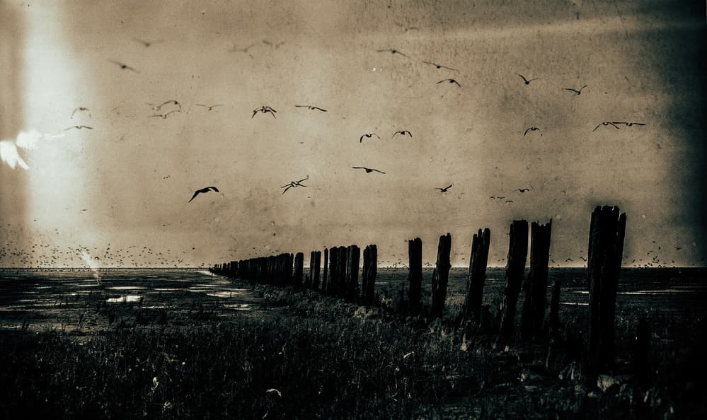 Sepia Coastal Flight by Jacob Tuinenga — canvas wall art