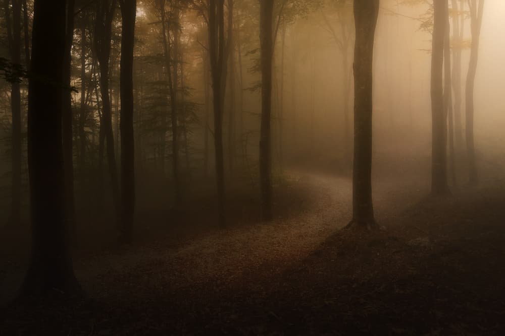 Golden Mist Forest Path by Filippo Manini — canvas wall art