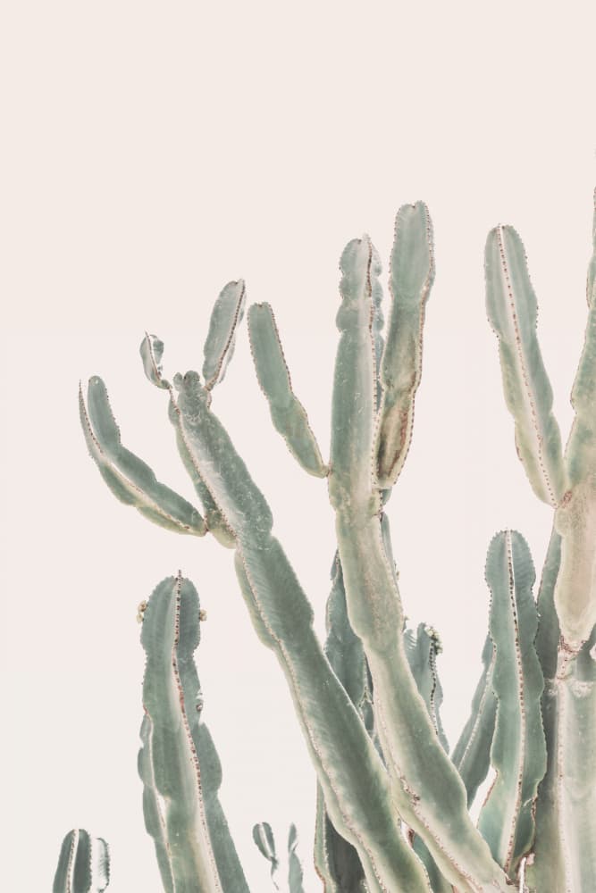 Sunrise Cactus by Kathrin Pienaar — canvas wall art