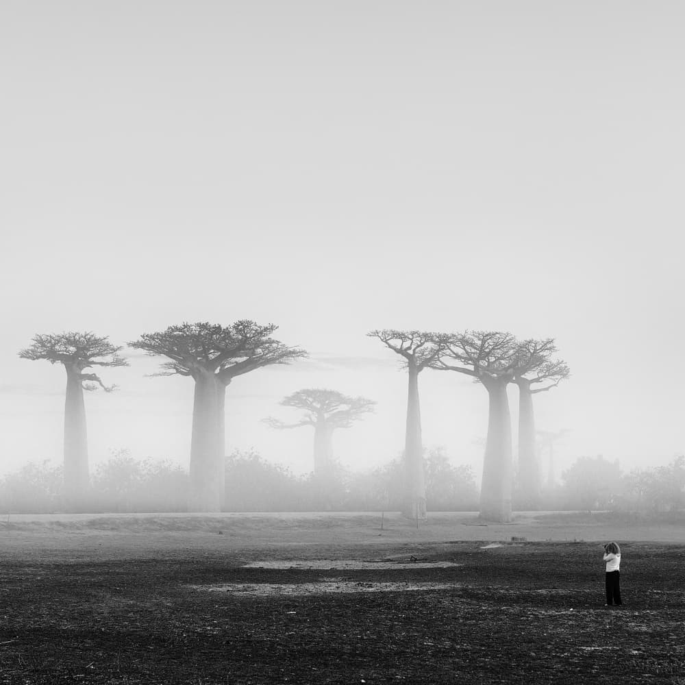 Serene Baobabs in Fog by Gina Buliga — canvas wall art